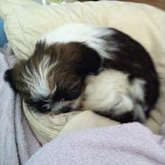 Blanding af racer Boomer - Luna 