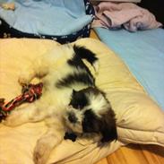 Blanding af racer Boomer - Luna 