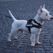West highland white terrier Gismo