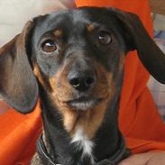 Blanding af racer Amanda - mest Gravhund