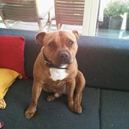 Staffordshire bull terrier Ludwig 