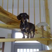Blanding af racer Amanda - mest Gravhund