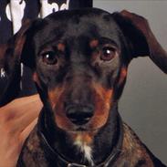 Blanding af racer Amanda - mest Gravhund