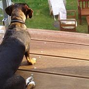 Blanding af racer Amanda - mest Gravhund