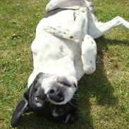 Blanding af racer Buller