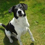 Blanding af racer Buller