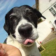 Blanding af racer Buller