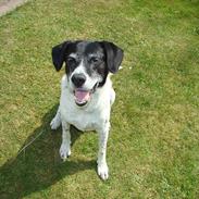 Blanding af racer Buller