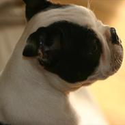 Boston terrier Wilma