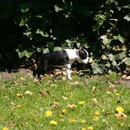 Boston terrier Wilma