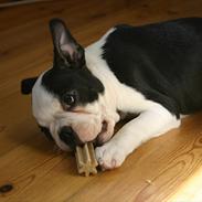 Boston terrier Wilma