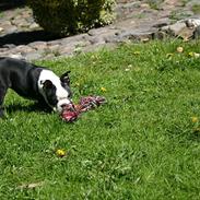 Boston terrier Wilma