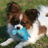 Papillon High Fly Look At Me ( Bailey )