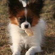 Papillon High Fly Look At Me ( Bailey )