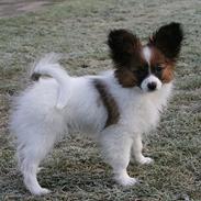 Papillon High Fly Look At Me ( Bailey )