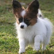 Papillon High Fly Look At Me ( Bailey )