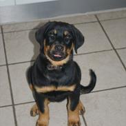 Rottweiler bell