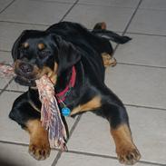 Rottweiler bell