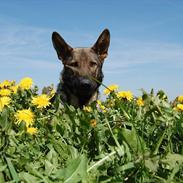 Schæferhund Kochens Jilla