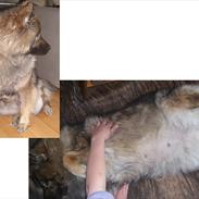 Eurasier Skovagergaards Bodil