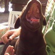 Labrador retriever Molly 