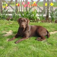 Labrador retriever Molly 