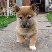 Shiba BamBam