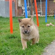 Shiba BamBam