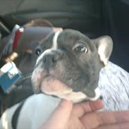 Fransk bulldog Fiona