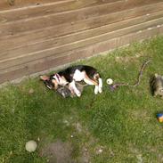 Dansk svensk gaardhund Daisy