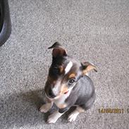 Dansk svensk gaardhund Daisy