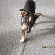 Dansk svensk gaardhund Daisy