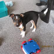 Dansk svensk gaardhund Daisy