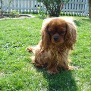 Cavalier king charles spaniel Amy