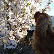 Cavalier king charles spaniel Amy