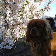 Cavalier king charles spaniel Amy