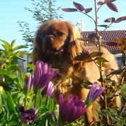 Cavalier king charles spaniel Amy