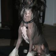 Chinese crested hårløs Frederik knudsen I