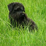 Dvaergschnauzer Ólafsvalla Lípurtá (Tinna)