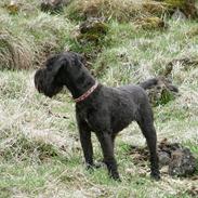 Dvaergschnauzer Ólafsvalla Lípurtá (Tinna)