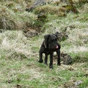 Dvaergschnauzer Ólafsvalla Lípurtá (Tinna)