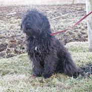 Dvaergschnauzer Ólafsvalla Lípurtá (Tinna)