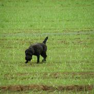 Dvaergschnauzer Ólafsvalla Lípurtá (Tinna)