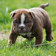 Olde english bulldogge Østergaard`s Chico