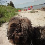 Lhasa apso Dharmakaya falguni