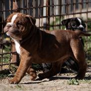 Olde english bulldogge Østergaard`s Chico