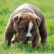 Olde english bulldogge Østergaard`s Chico