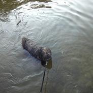 Lhasa apso Dharmakaya falguni