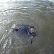 Lhasa apso Dharmakaya falguni