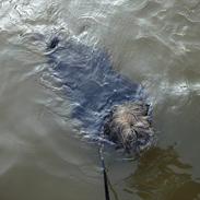 Lhasa apso Dharmakaya falguni